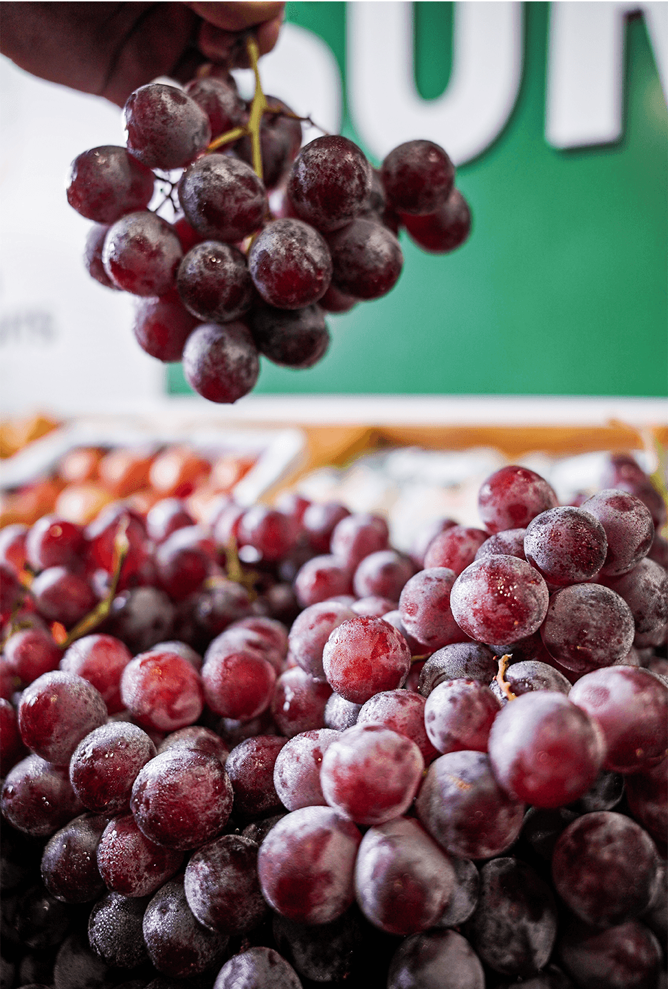 Fresh red grapes held above a chilled grape display